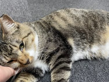 【テガミのアパレル】新作アイテム販売開始😸😸