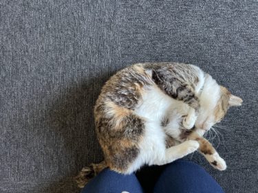 【🐤てがみの福祉🐤】てがみ音楽室、スタート！